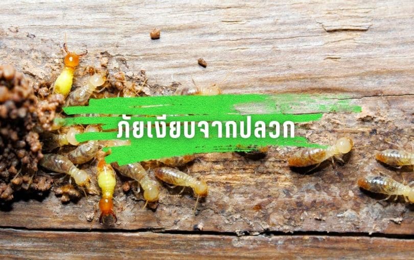 ภัยเงียบจากปลวก